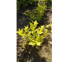 Спірея японська Голдфлейм (Spiraea japonica Goldflame)